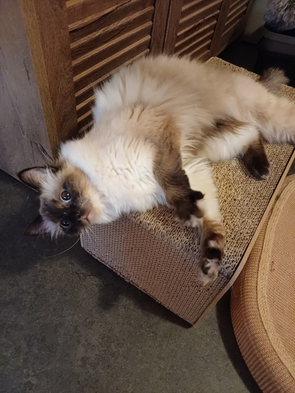 Prachtige Ragdoll poes blauwe ogen en uit geteste ouders