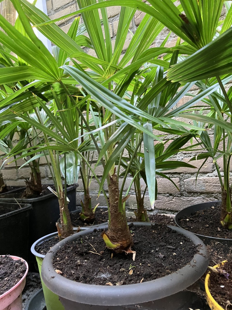 Winterhard palm, trachycarpus fortunei en vijgenboom