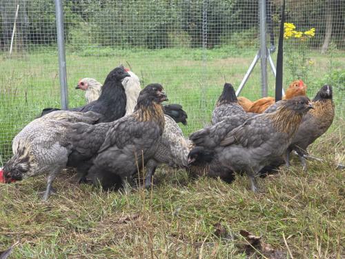 Kuikens (bio) natuur 75% kleurlegger