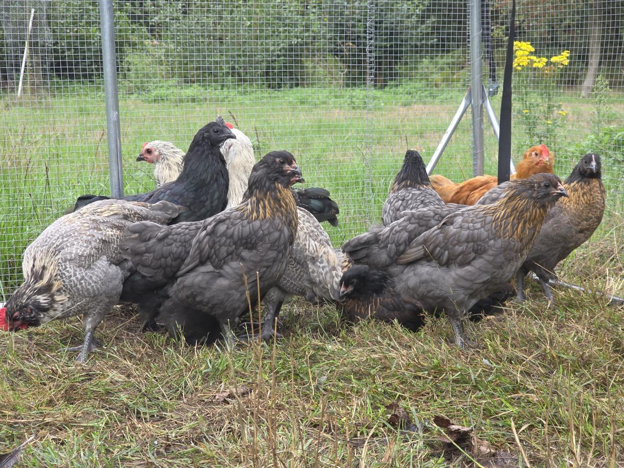 Kuikens (bio) natuur 75% kleurlegger