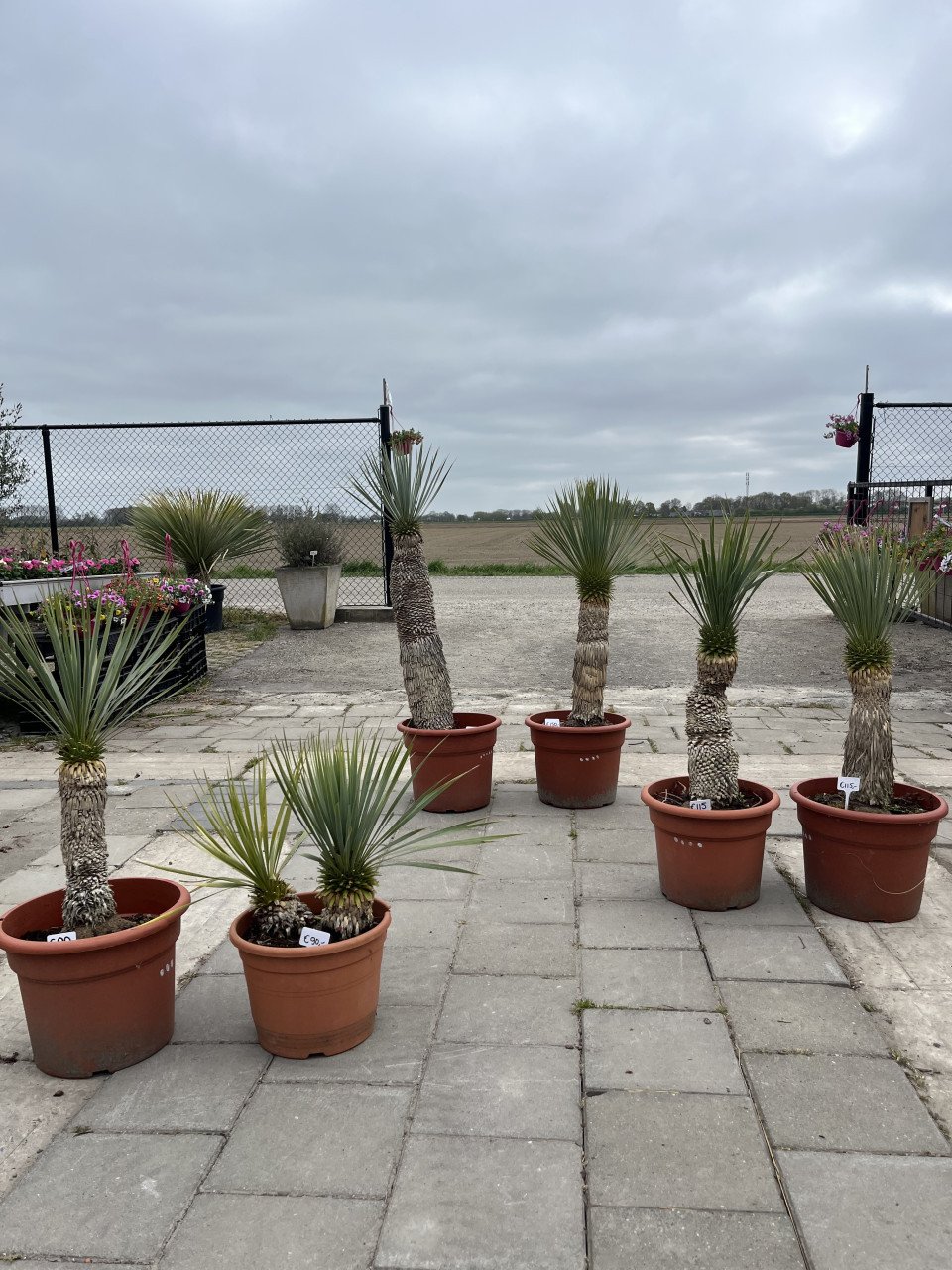 Yucca rostrata’s - lange stammen