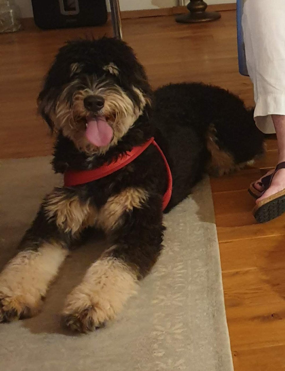 Bernedoodles pups