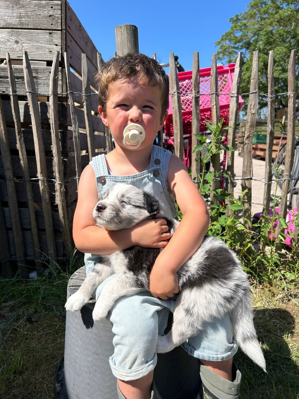 Prachtige pups te koop