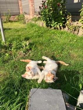 2 poesjes