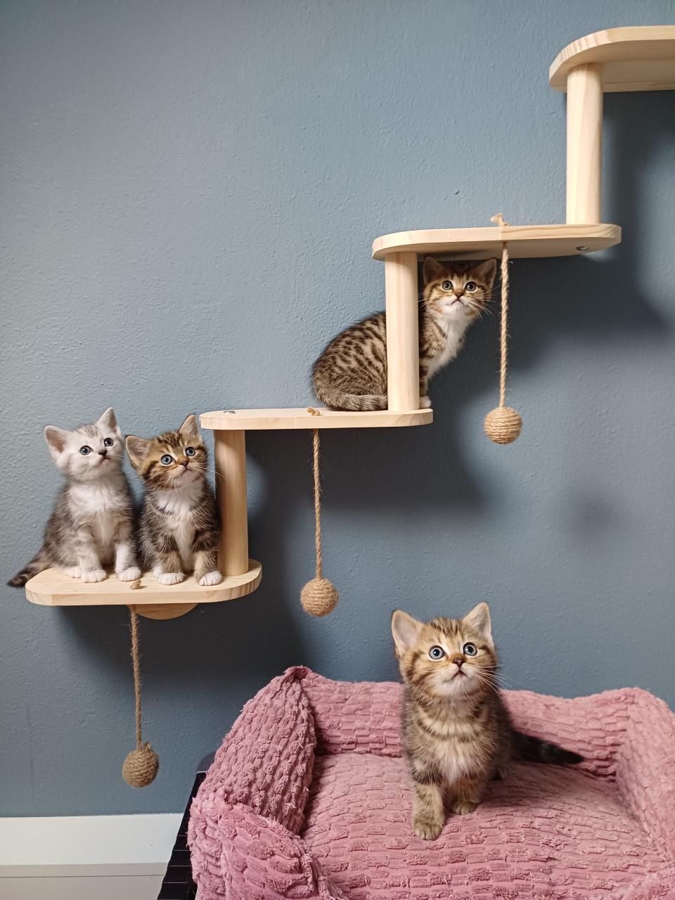 Prachtige Brits Korthaar x Ragdoll kittens beschikbaar.