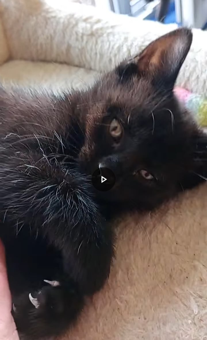 2 prachtige kittens