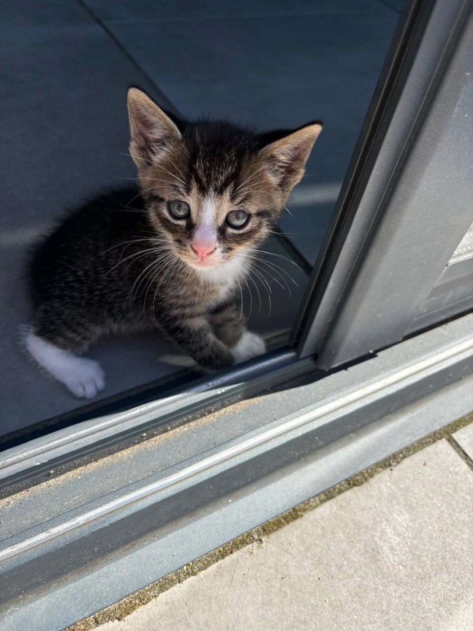 Kittens