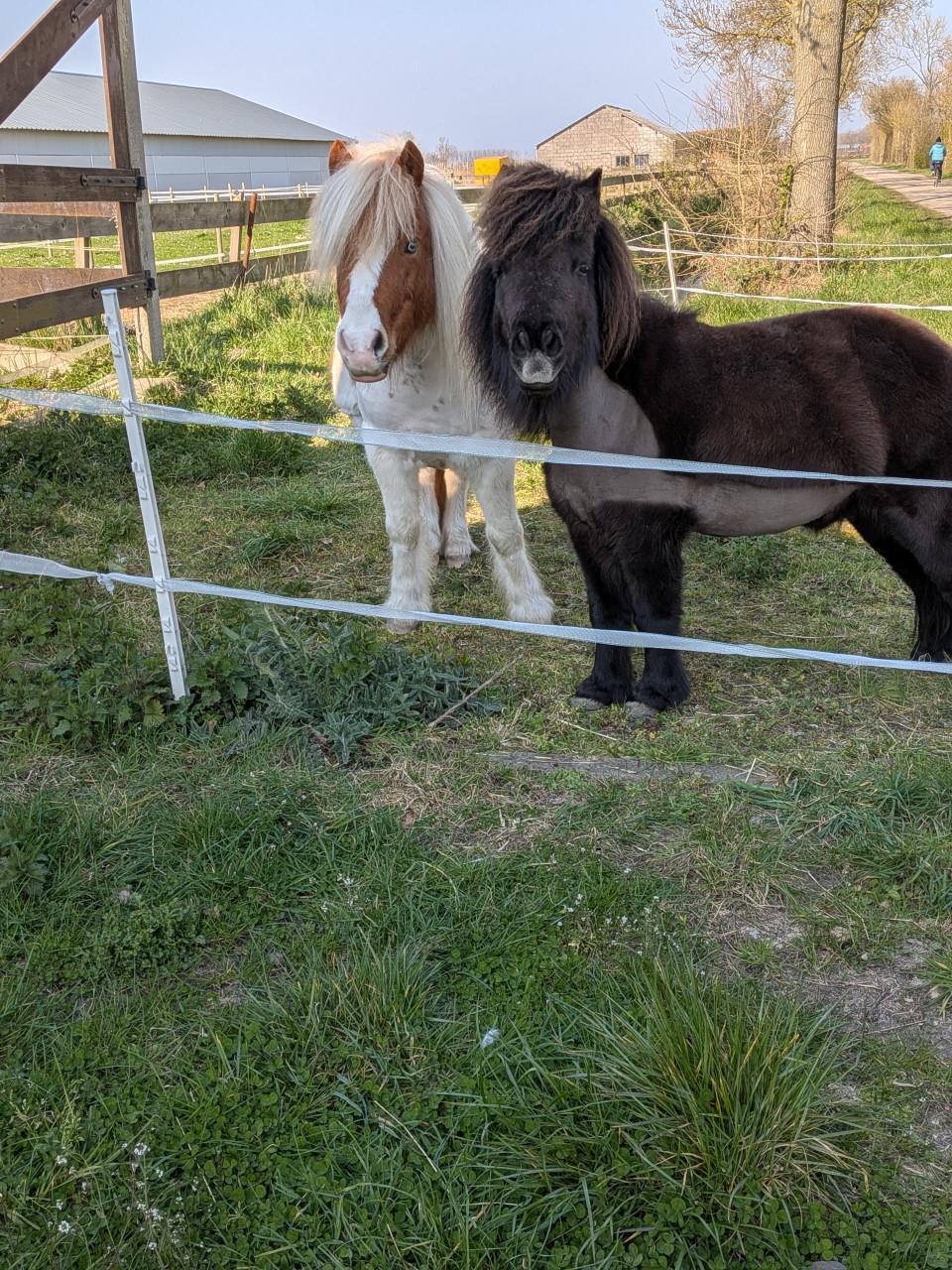 Gezocht gezellige verzorgster