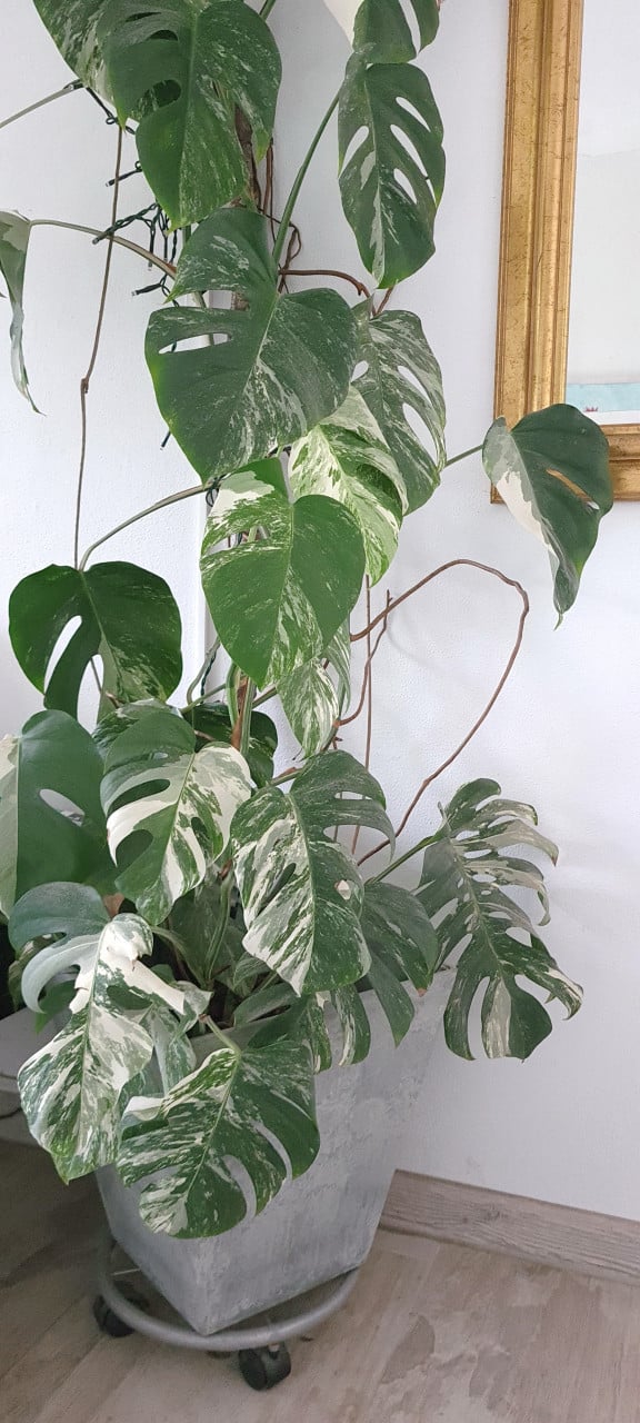 Monstera minimal Variegata