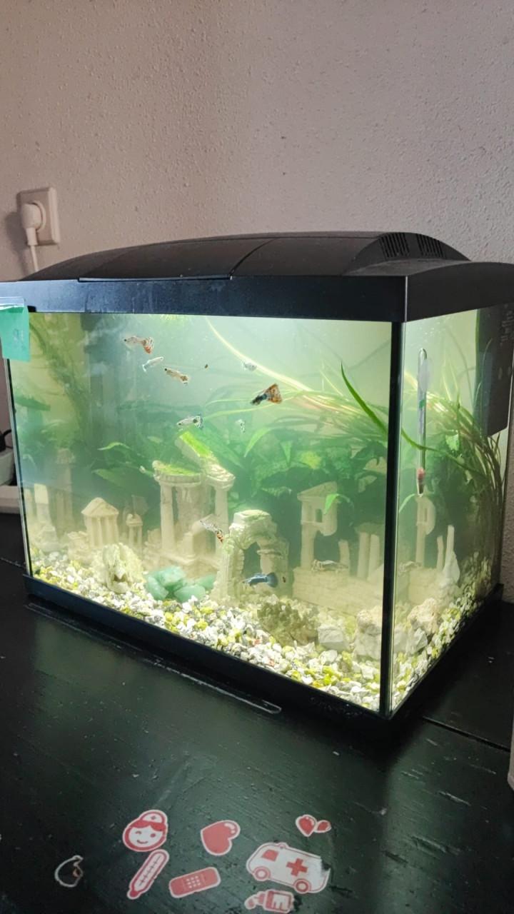 Aquarium 50 liter