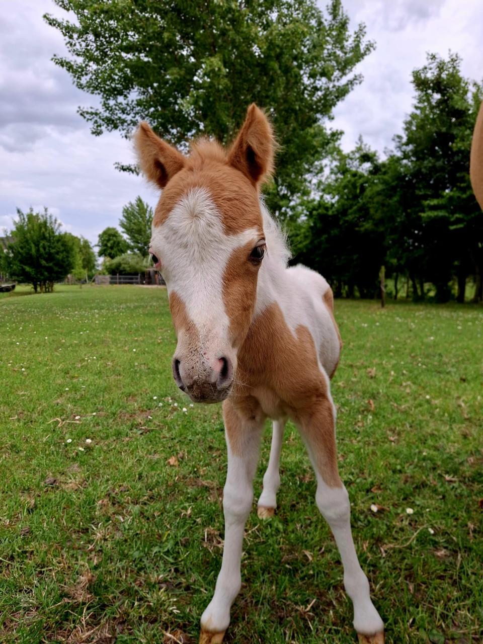 Mini paardje