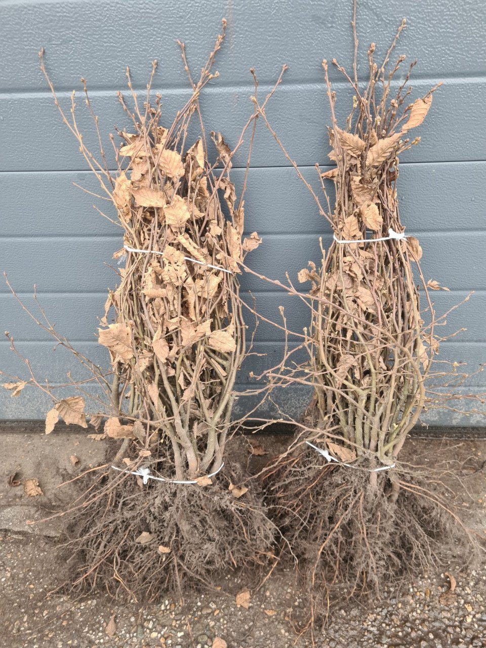 Haagbeuk - Carpinus Betulus in alle maten