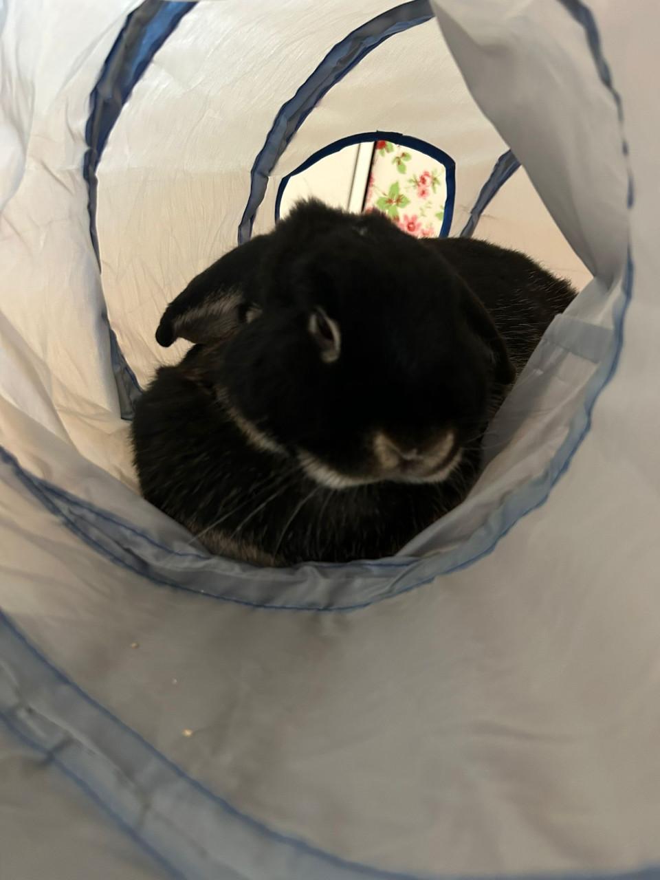 Gecastreerd Frans hangoor konijn incl inboedel