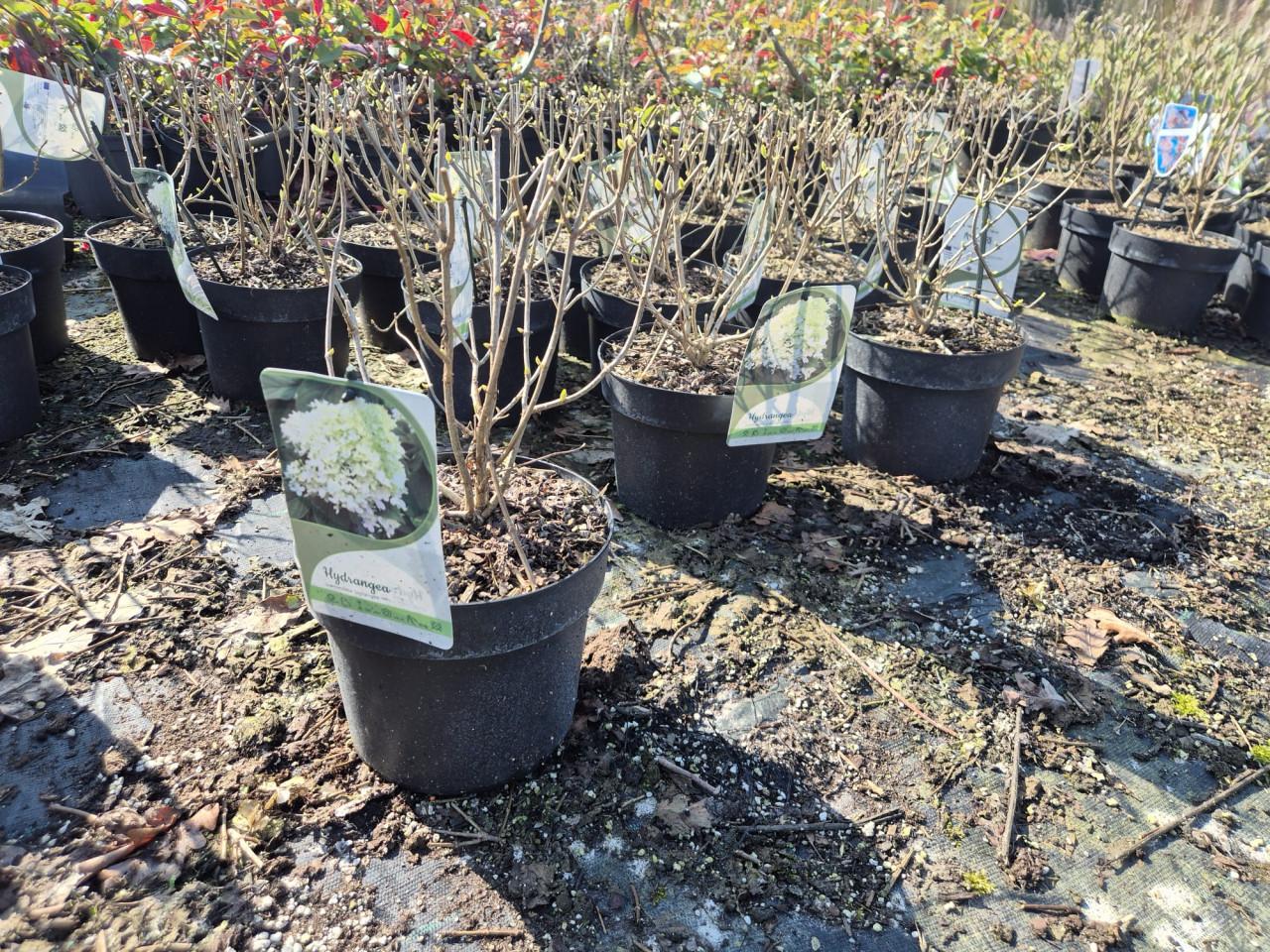 Pluimhortensia Limelight