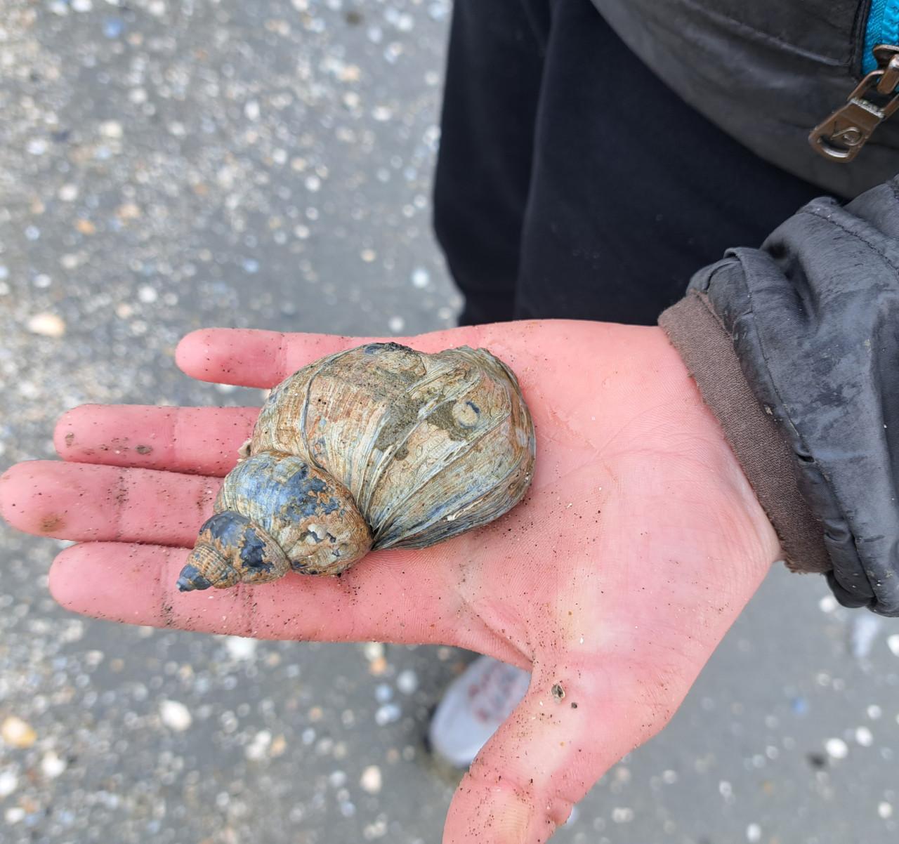 Strand Excursie Haaientanden en fossielen zoeken