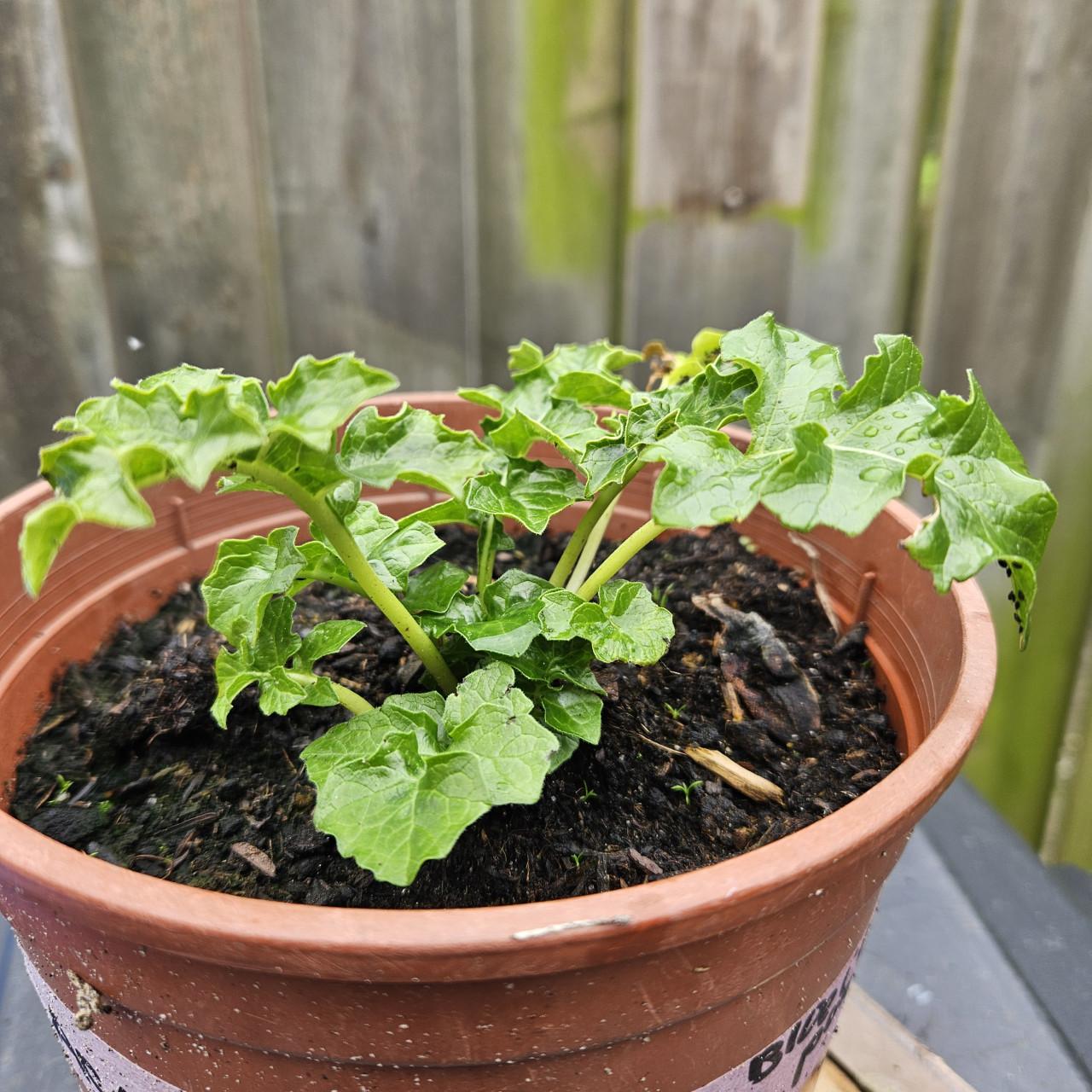 Stekje acanthus mollis