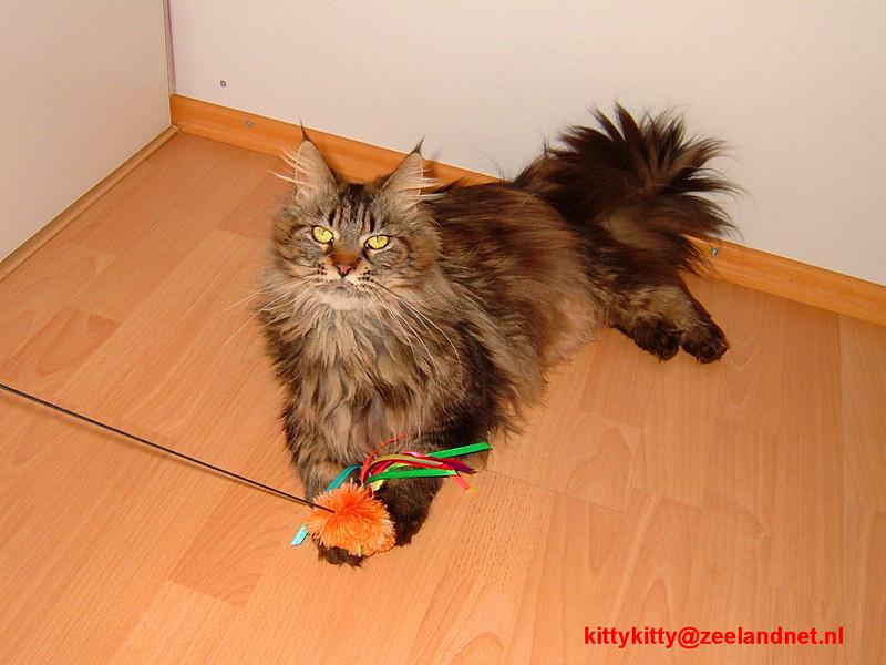 Kattenhotel Kitty Kitty, in Axel