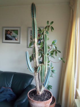 CACTUS 34 JAAR OUD, 1 M 20.