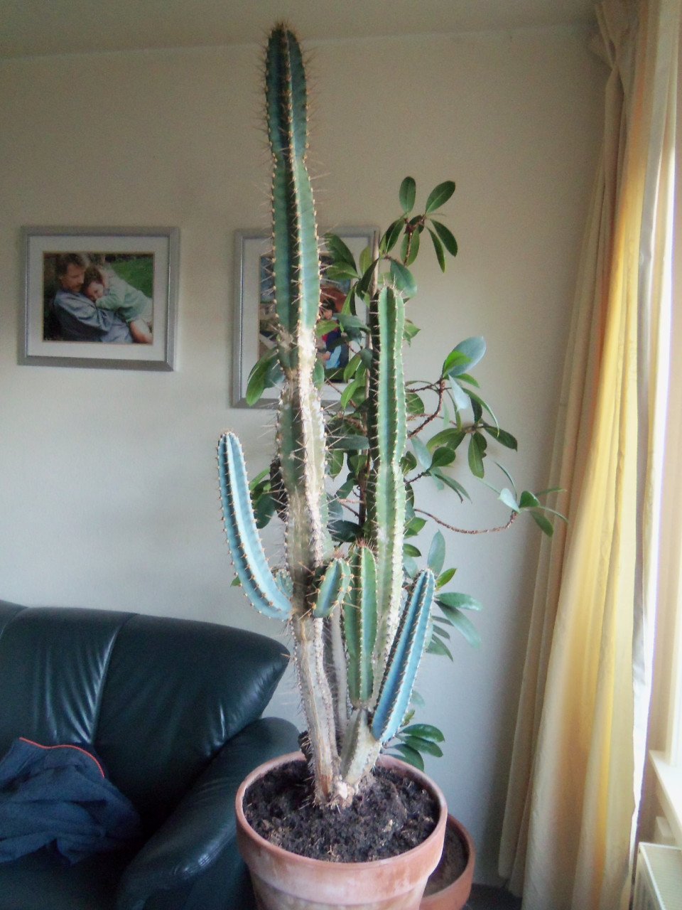 CACTUS 34 JAAR OUD, 1 M 20.