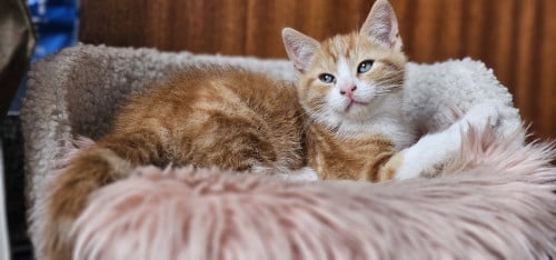 Kitten