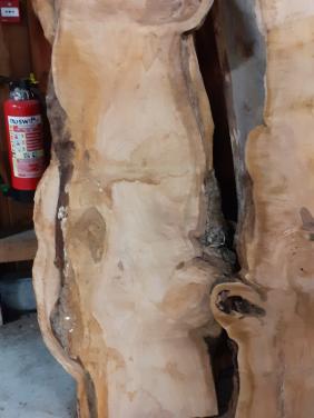 Brede kersen plataan essen boomstambladen 2 + 1 gratis