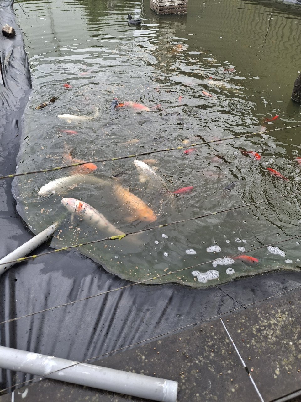 Koi karpers en goudvissen
