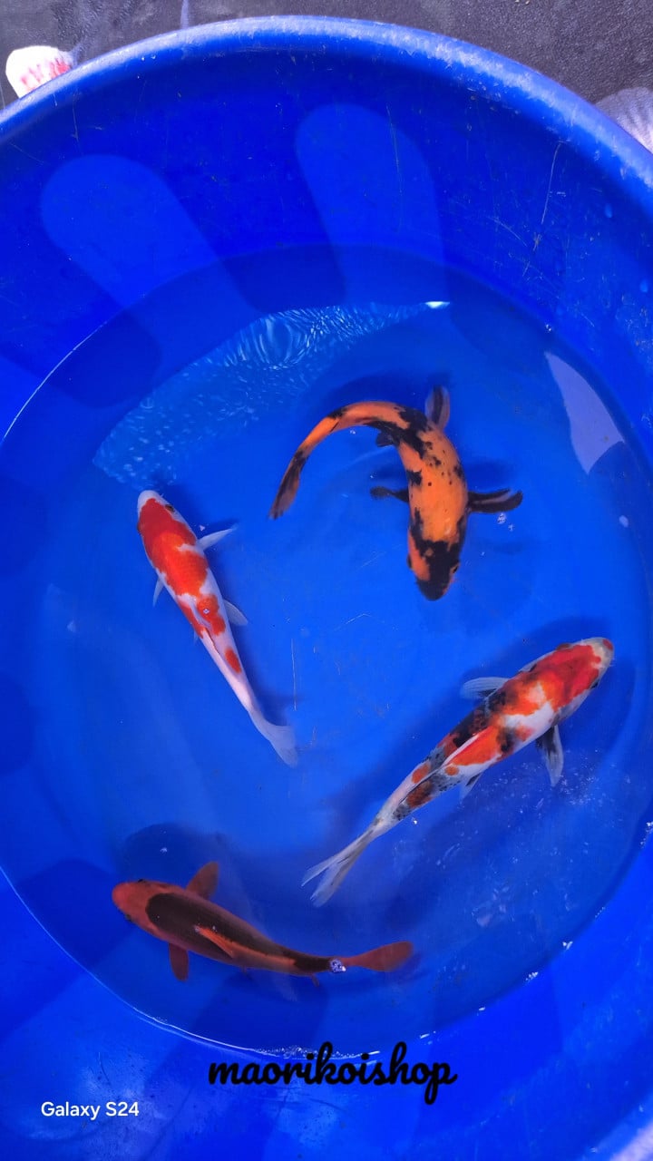 Butterflykoi