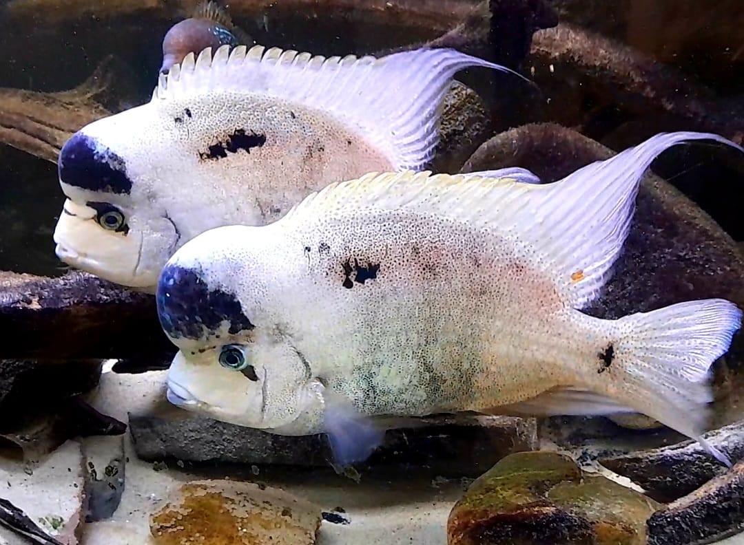 Mooie jonge cichliden soorten