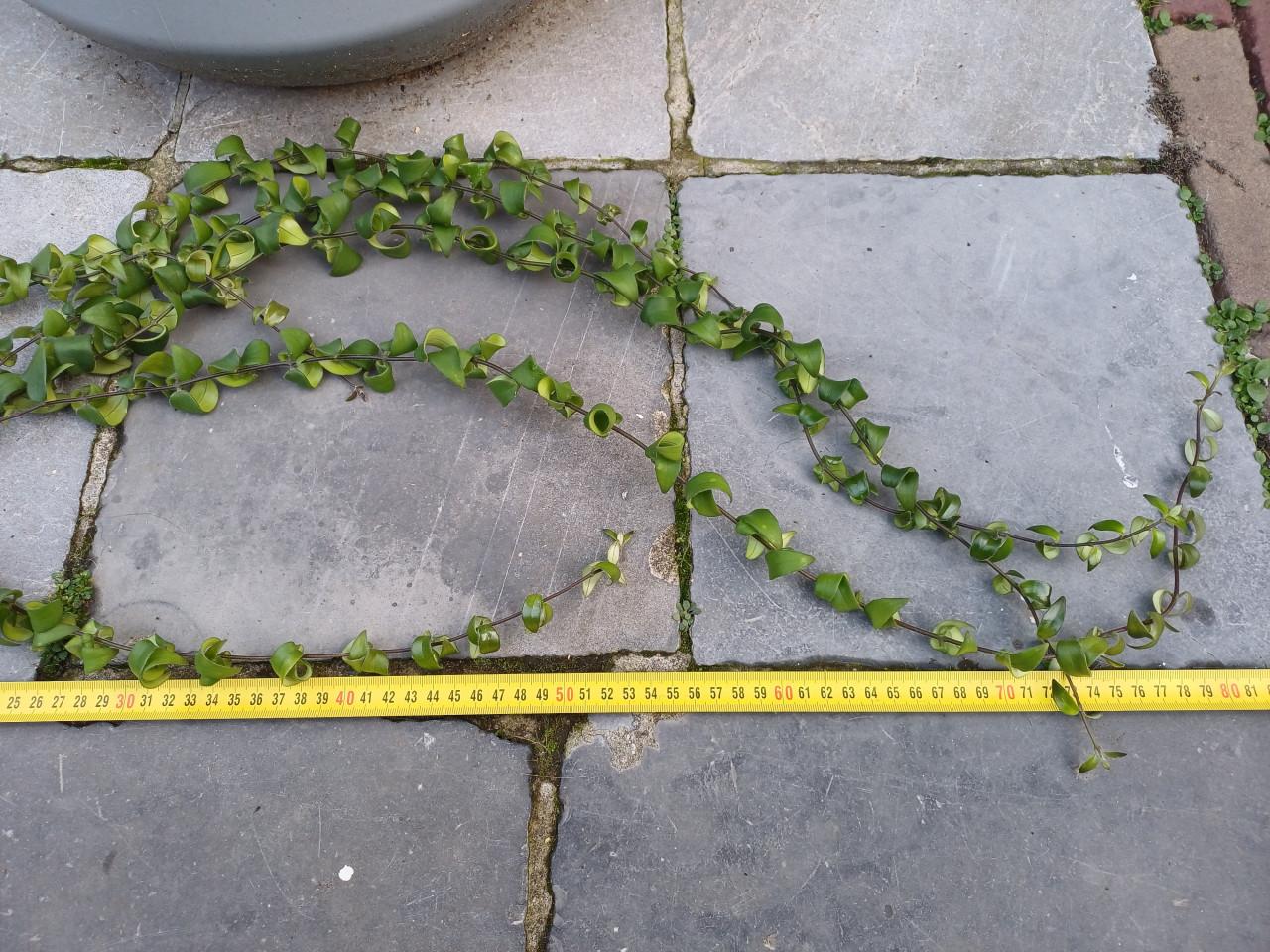 Mooie, jonge LIPSTICKplant (Aeschynanthus) met 6 scheuten