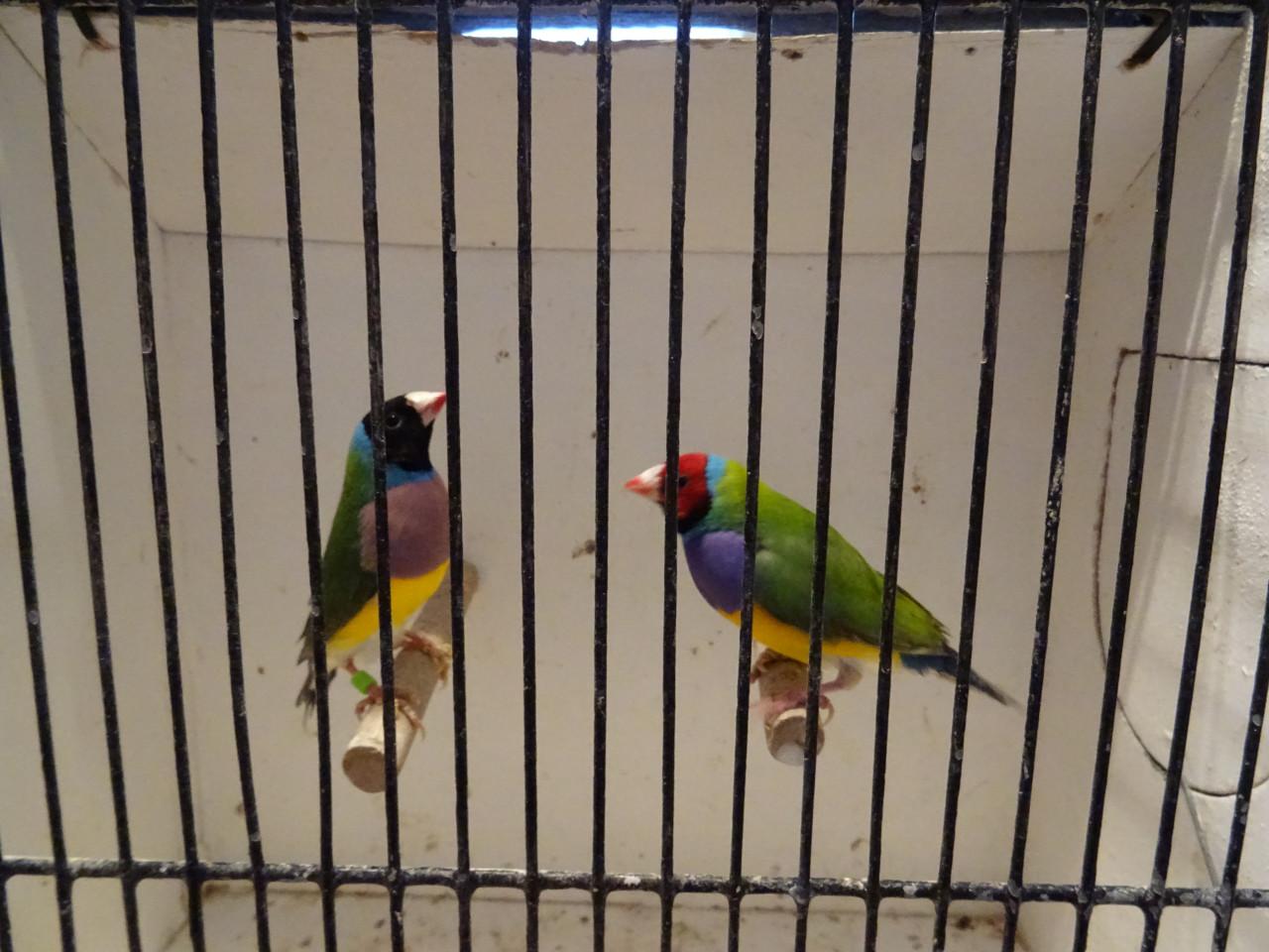 Te koop koppel gouldsamedines van 2024