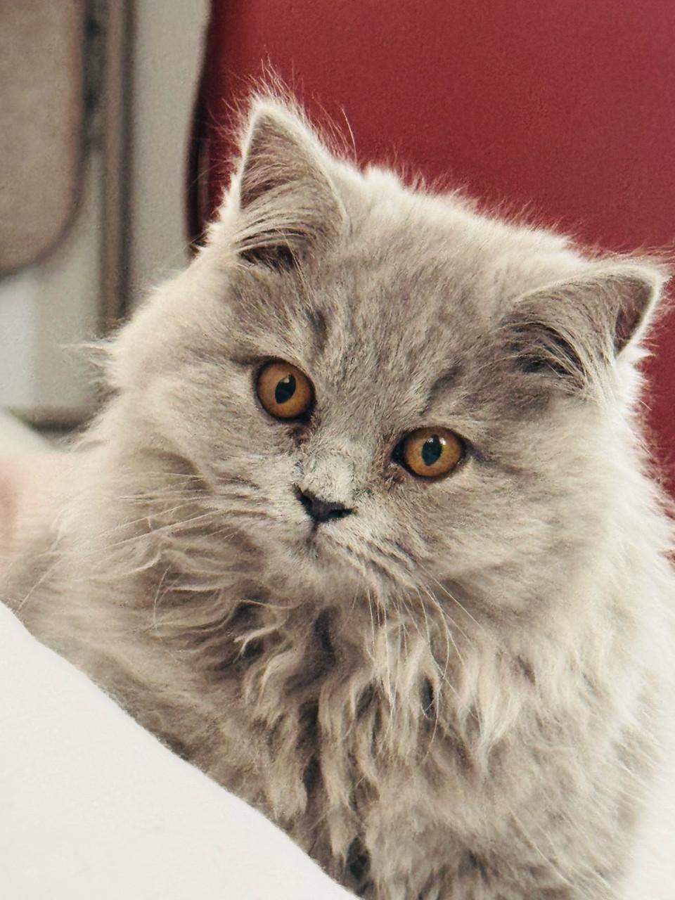 Britse langhaar kittens