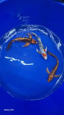 Butterfly koi