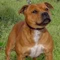 Agressieve hond