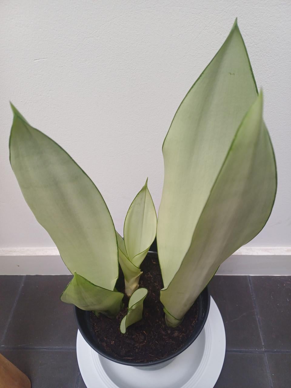 Prachtige volgroeide STEKKEN van de Sansevieria Moonshine