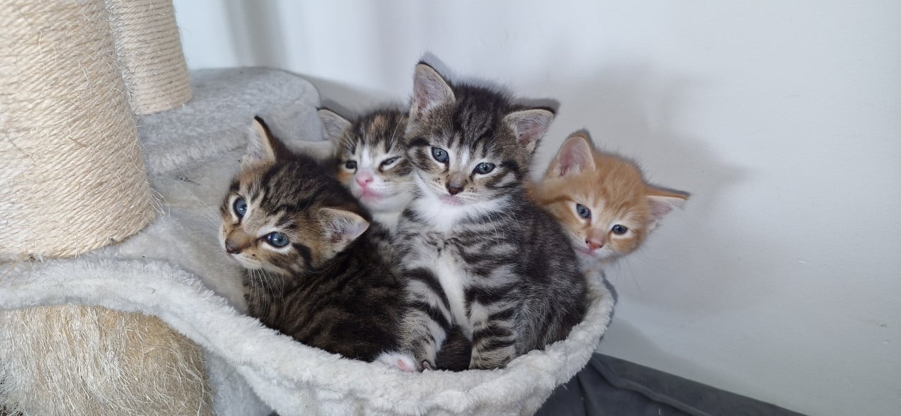 4 Kittens te koop.