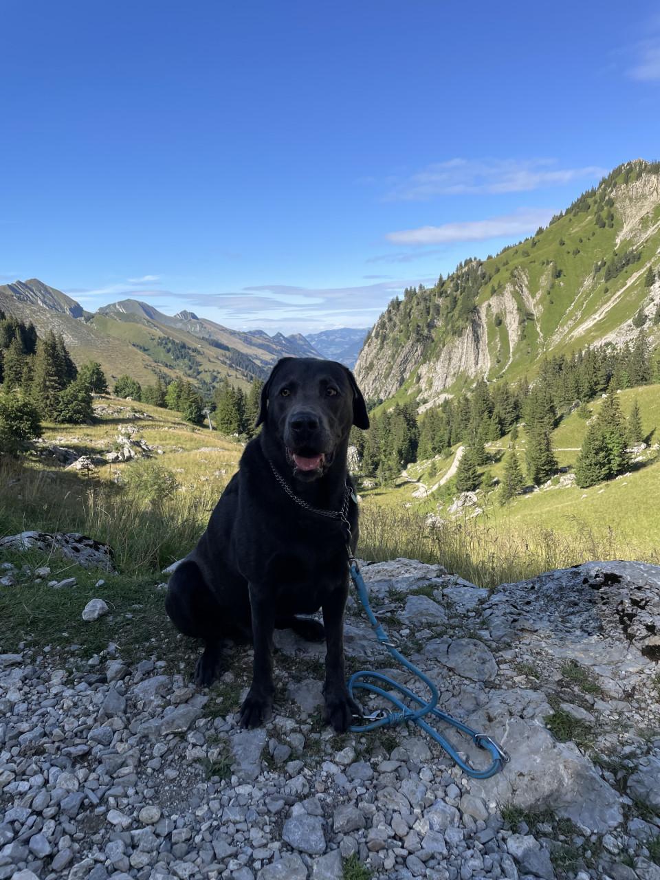 Labrador charcoal grijs