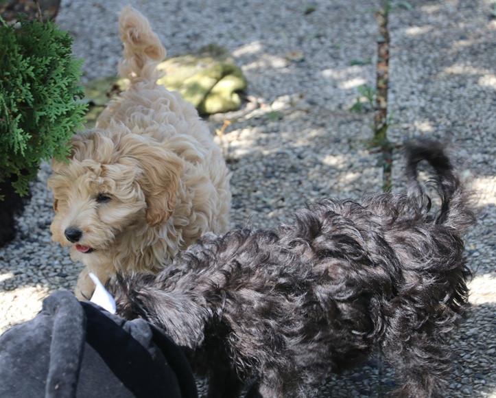 Super lieve vrolijke doodle dwerg/medium pups beschikbaar