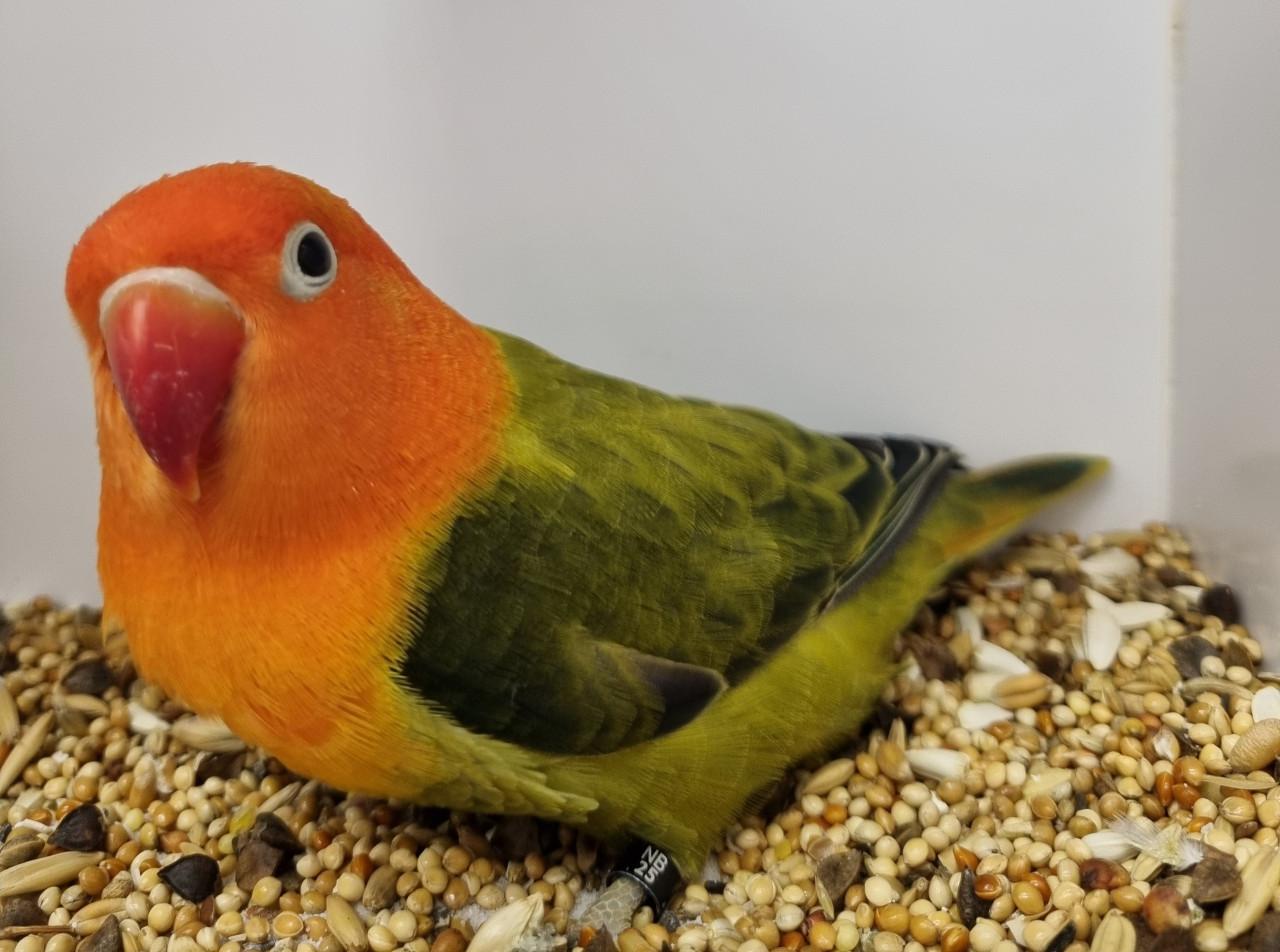 Agapornis fisheries, diverse kleuren