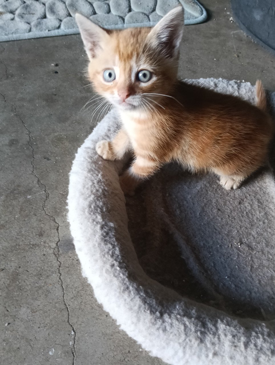 Jonge katjes