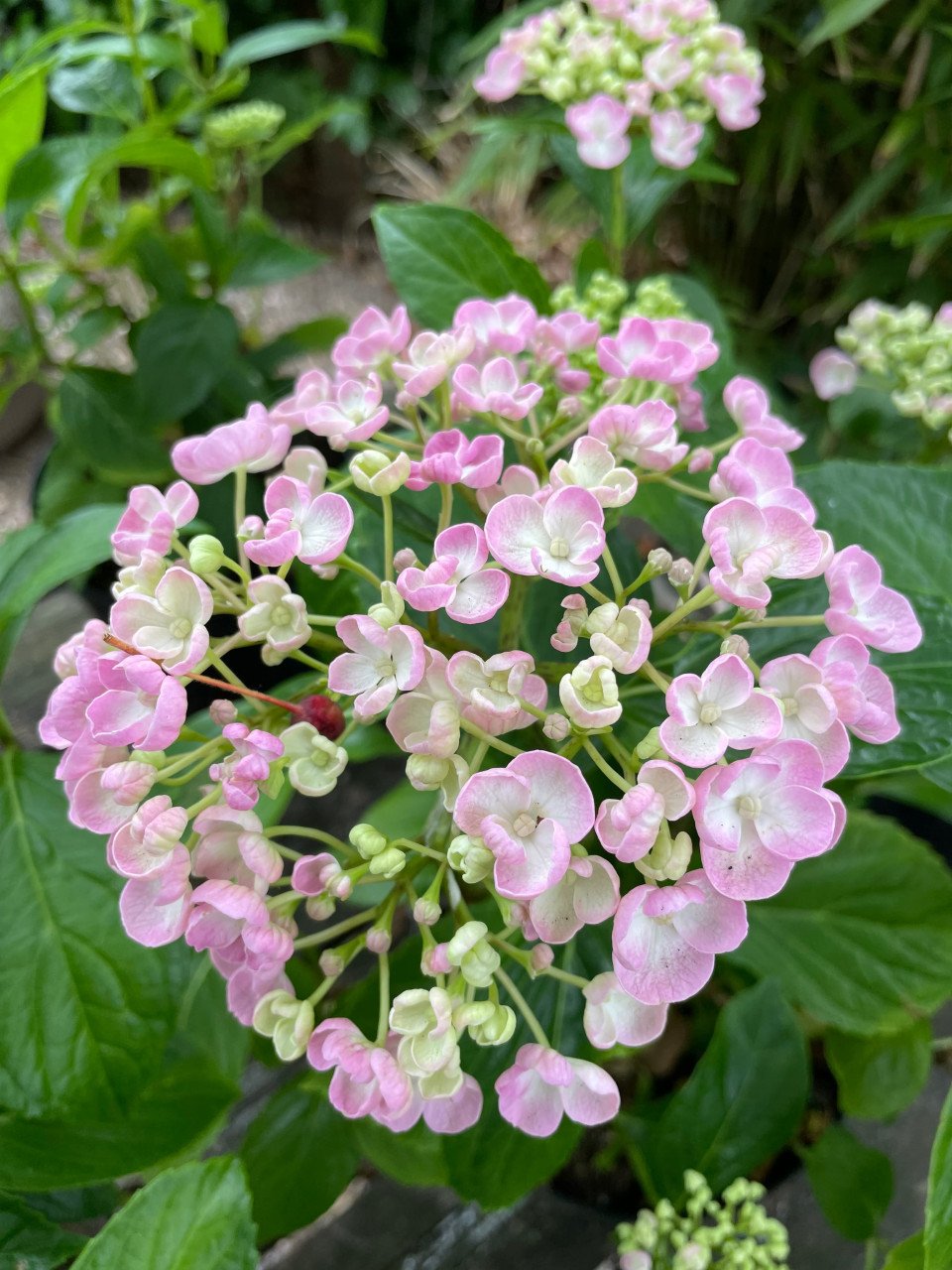 Boerenhortensia’s (roze)