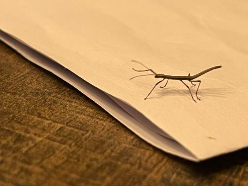 Gratis wandelende takken