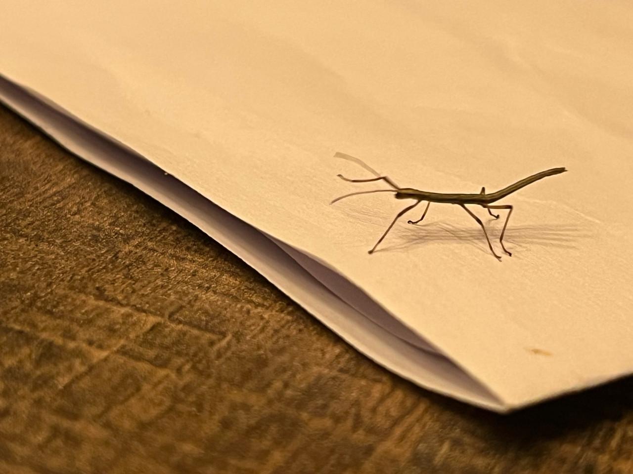 Gratis wandelende takken