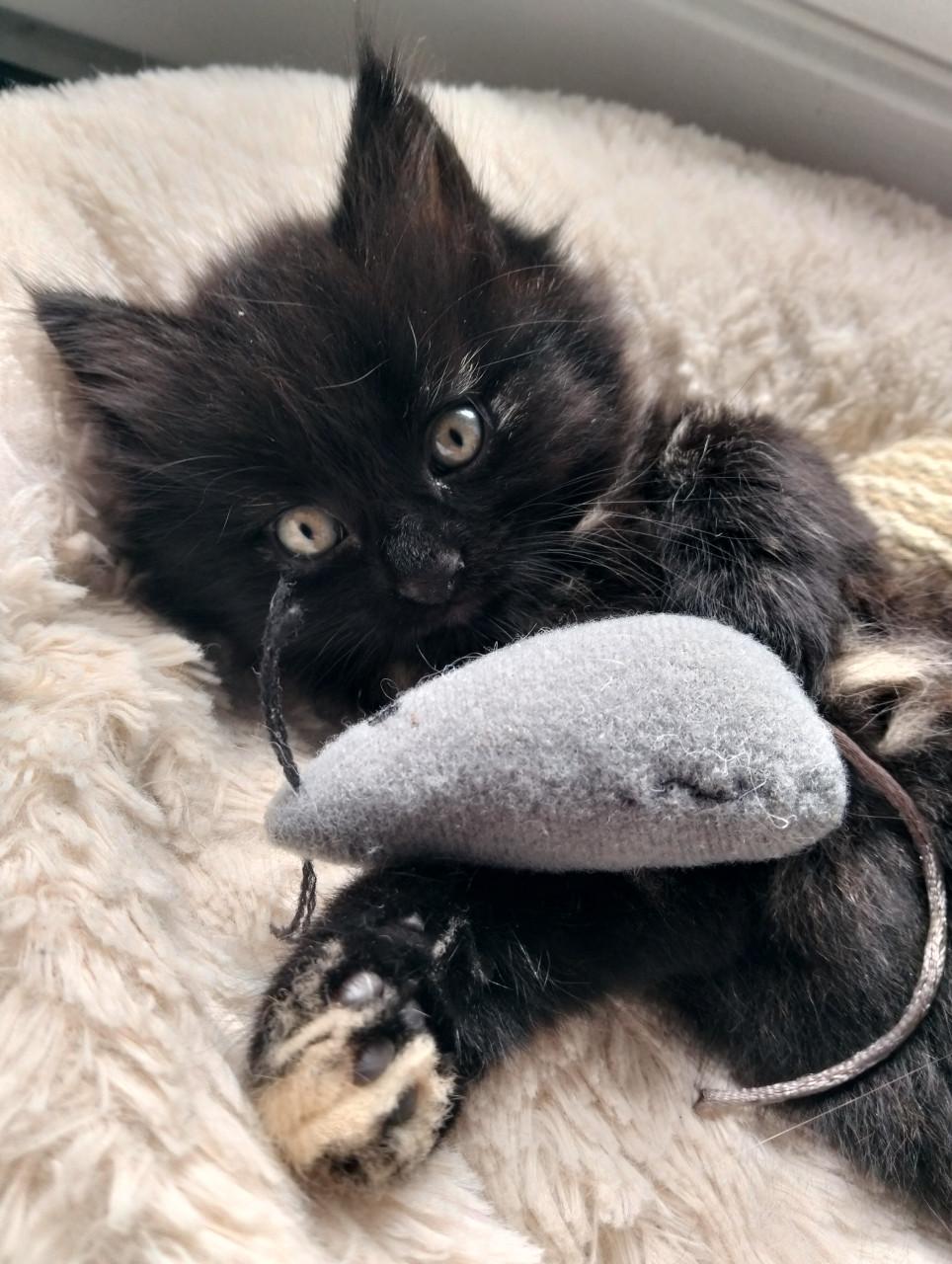 Kitten - vrouwtje