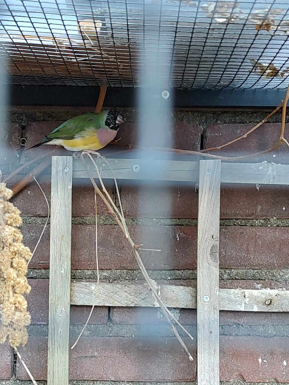 Gouldamadines
