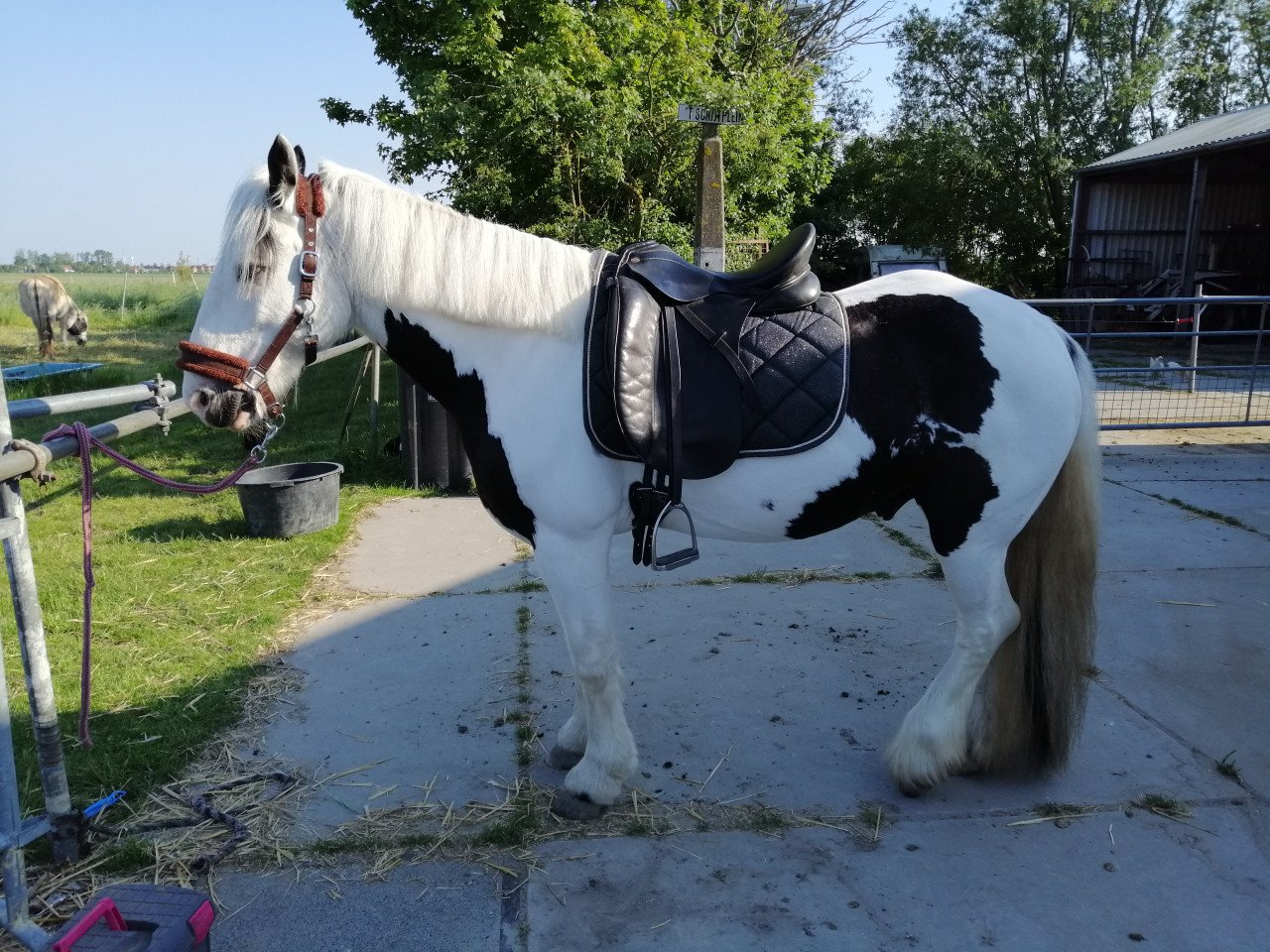 Kentaur Artemis 18,5 dressuur
