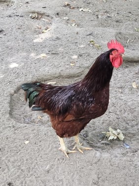 Rood bruine haan