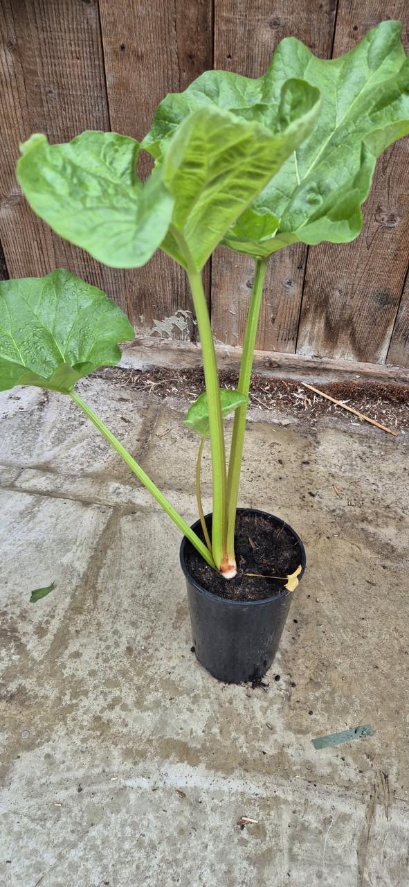 Rabarberplanten in pot