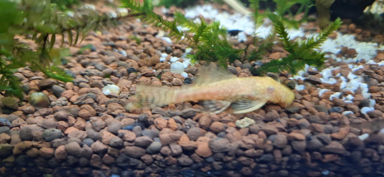 Ancistrus