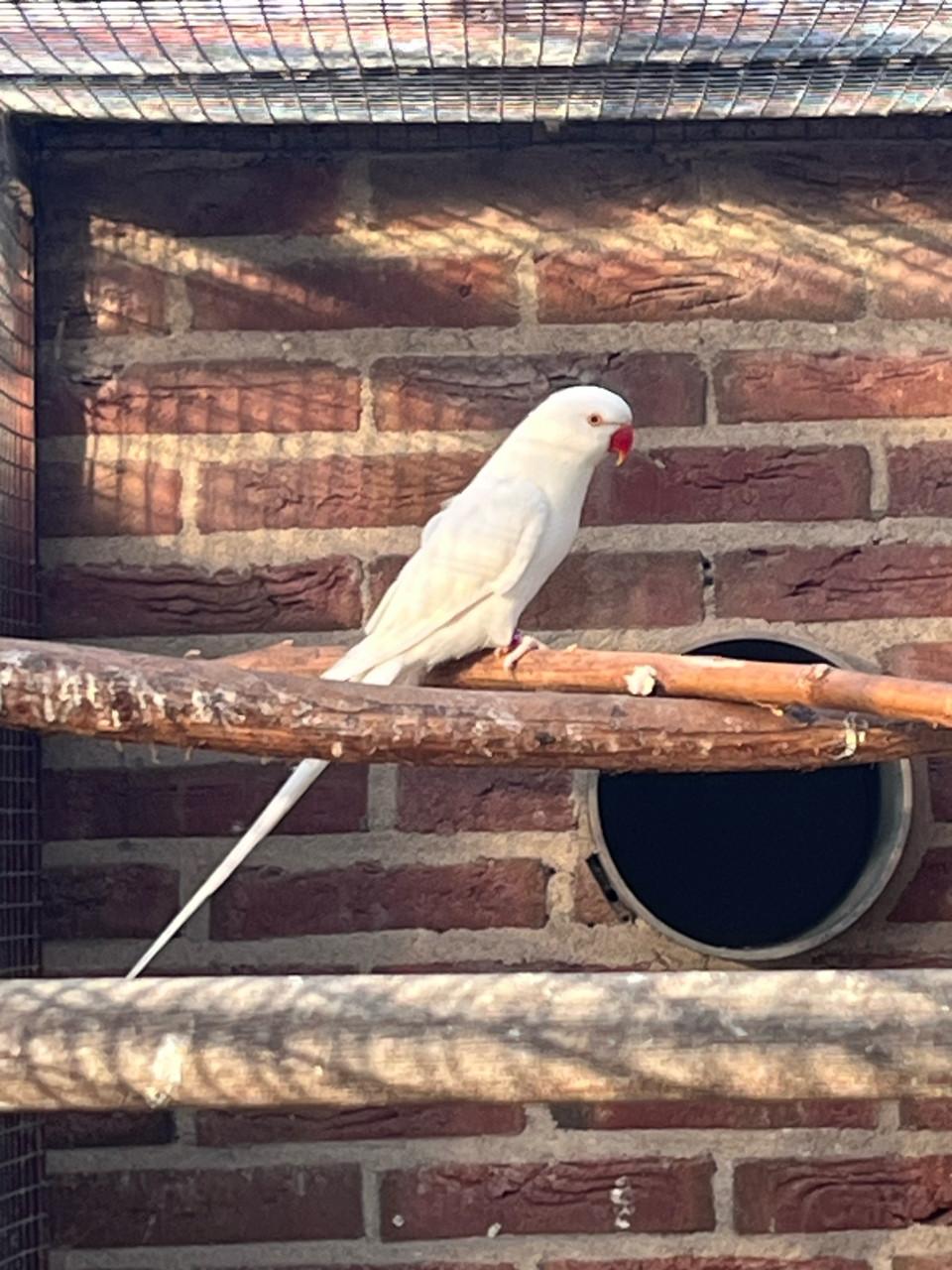 Halsbandparkiet koppel albino 2021