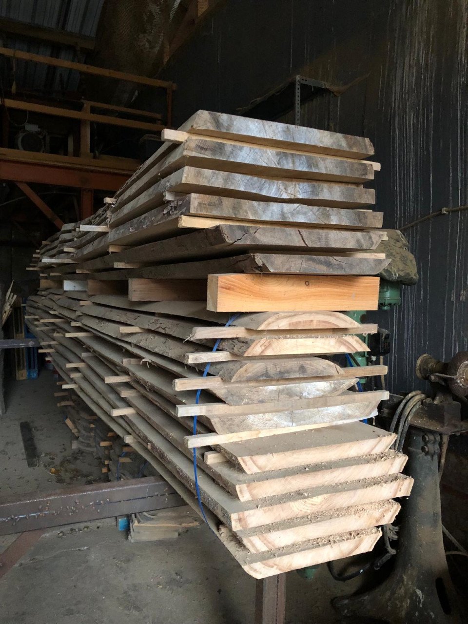 Zeeuwse Iep / Olm stam, hout voor meubels en interieur
